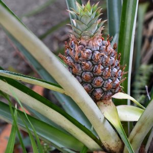 pineapple2.JPG