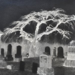 Reversed_tree2.jpg