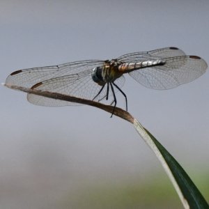 Dragonfly3.jpg