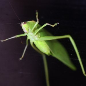 Alien2.JPG