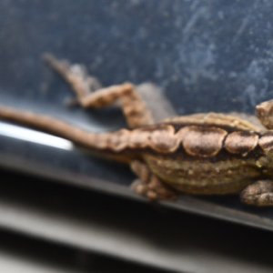 Lizard1.jpg