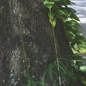 treed1.jpg