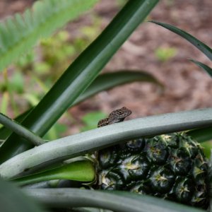 PineappleGuard.JPG