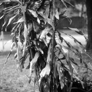 plantsm.jpg
