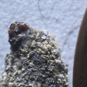 worm1.JPG