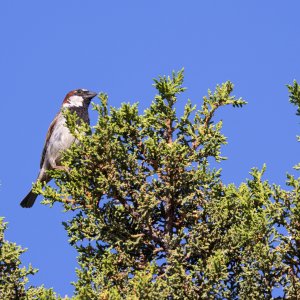 Back Yard Birds Cytog-2.jpg