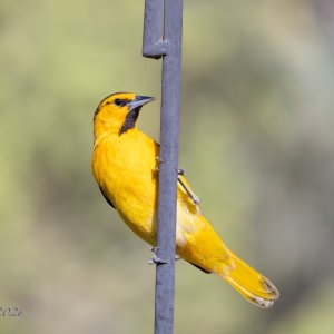 Media 'Back Yard Birds Cytog-3.jpg' in category 'Photography'