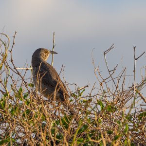 Back Yard Birds-4.jpg