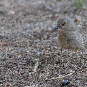 Back Yard Birds-5.jpg