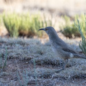 Back Yard Birds-7.jpg