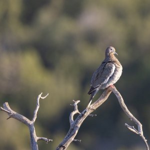 Back Yard Birds-8.jpg