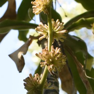 Media 'CornBlossom1.jpg' in category 'Photography'