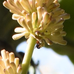 4482BEE.jpg
