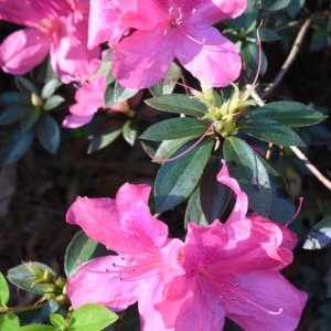 Media 'Azalea1.jpg' in category 'Photography'