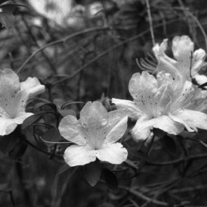 Azalea289.jpg
