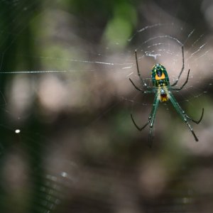 ItsyBitsy61_2.JPG