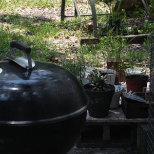 small15orig.JPG