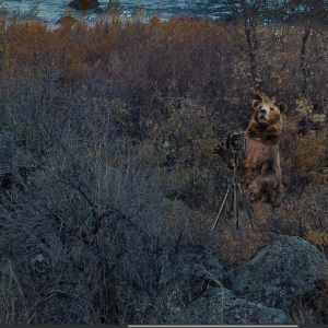 BearShot4.png