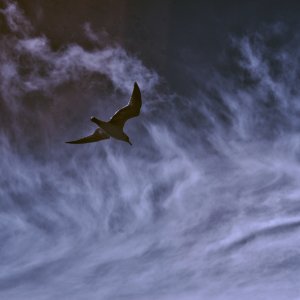 DSC_4993.jpg