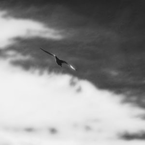 DSC_4994.jpg