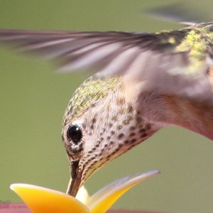 Hummers 20 Aug 2018-2.jpg