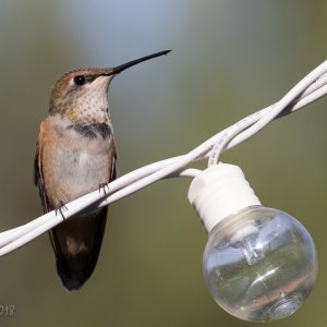 Hummers 20 Aug 2018-8.jpg