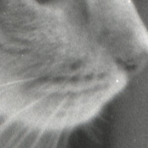 LucyGrain.jpg
