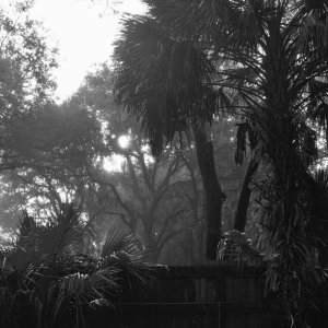 Fog3sm.jpg