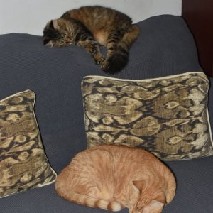 NewCouch.JPG
