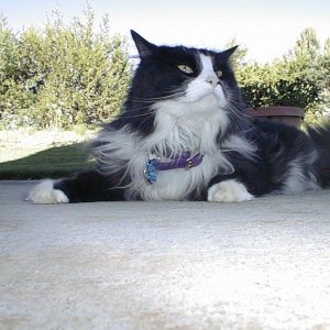 sylvester.jpg