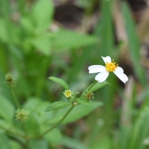 SS2_5199sm.JPG