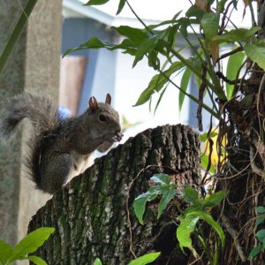 TreeRat2.jpg
