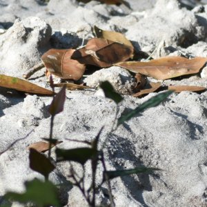 5210crop.JPG
