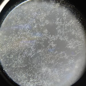 Fungus90.jpg