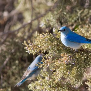 Western Blue Bird Juniper Tree 1.jpg