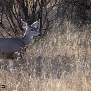 Bosque Del Apache 2022-4080.jpg