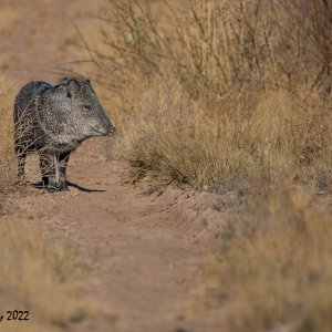 Bosque Del Apache 2022-3994.jpg