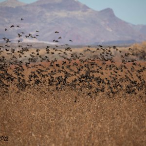Bosque Del Apache 2022-4098.jpg