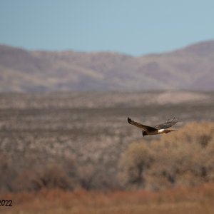 Bosque Del Apache 2022-4110.jpg
