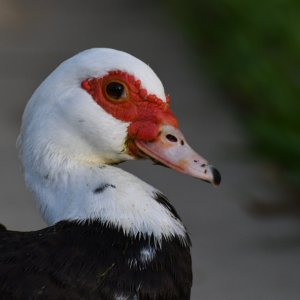 SuburbanDuck638sm.JPG