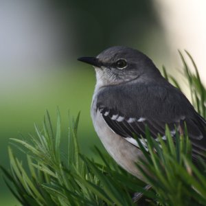 Birdie633sm.JPG