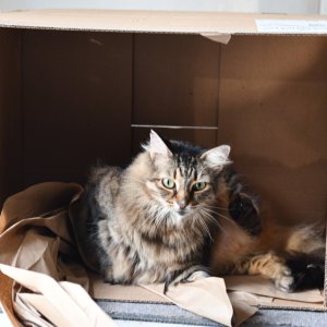 BoxCatsm.jpg