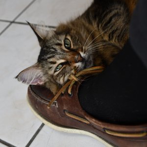 smEthelShoe.jpg