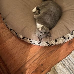 Blue Kitty.jpeg