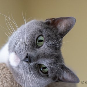 Blue_in_perch-for-web.jpeg