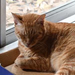 SS5_1099sm.JPG