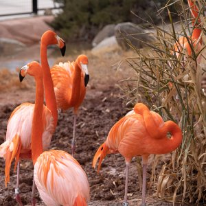Abq_Zoo_Feb2023-0965.jpg