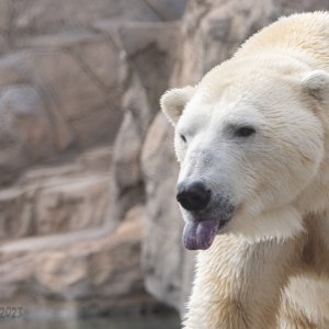 Abq_Zoo_Feb2023-1015.jpg