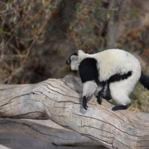 Abq_Zoo_Feb2023-1130.jpg