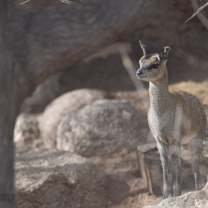 Abq_Zoo_Feb2023-1138.jpg